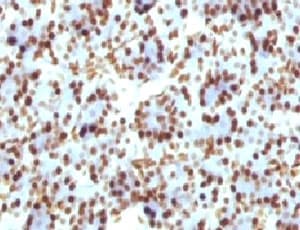 Histone H1 Antibody (clone HH1/957, Ready-to-Use)