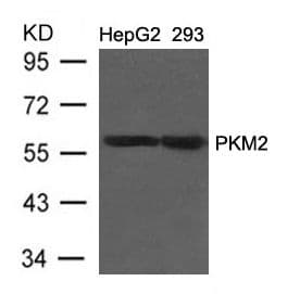 PKM / Pyruvate Kinase, Muscle Antibody