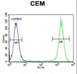 Polyclonal Rabbit anti-Human DUOX2 Antibody (aa513-542, WB)