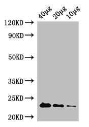 RPIA / RPI Antibody (Biotin)