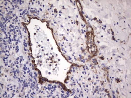 VWF / Von Willebrand Factor Antibody (aa764-1263, clone OTI2H9)