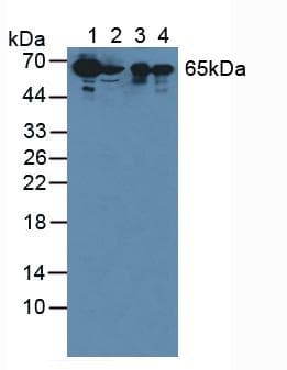 SBSN Antibody (aa434-590, PE)