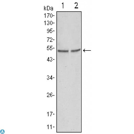 GSK3A / GSK3 Alpha Antibody