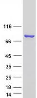 Human ENOX1 / CNOX Protein (Recombinant Myc-DDK (Flag))