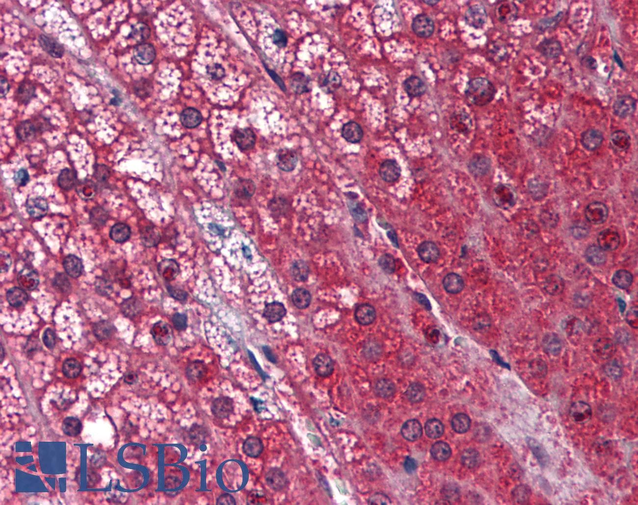 IHC-plus™ STK16 Antibody (clone M2)
