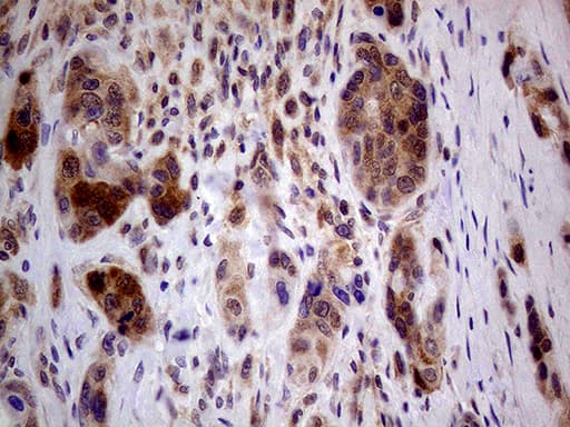 PCMT1 Antibody (aa60-285, clone OTI2A9, Carrier-free)
