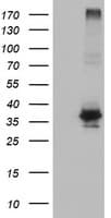 OSGEP Antibody (aa1-335, clone OTI9E3, Carrier-free)