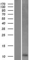 C5orf13 Protein (Over-Expression Lysate Myc-DDK (Flag))