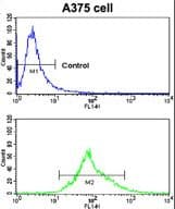 CA14 / Carbonic Anhydrase XIV Antibody (aa51-80)