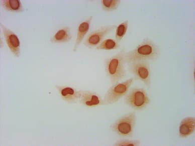 Polyclonal Rabbit anti-Human H2AFZ / H2A.z Antibody (IF)
