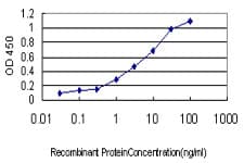 PPOX Antibody (clone 2F10)