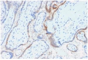 Recombinant Monoclonal Mouse anti-Human CGB / hCG Beta Antibody (clone rHCGb/54, Azide-free,Carrier-free, IHC)