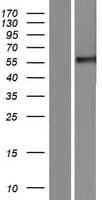 CLU / Clusterin Protein (Over-Expression Lysate Myc-DDK (Flag))