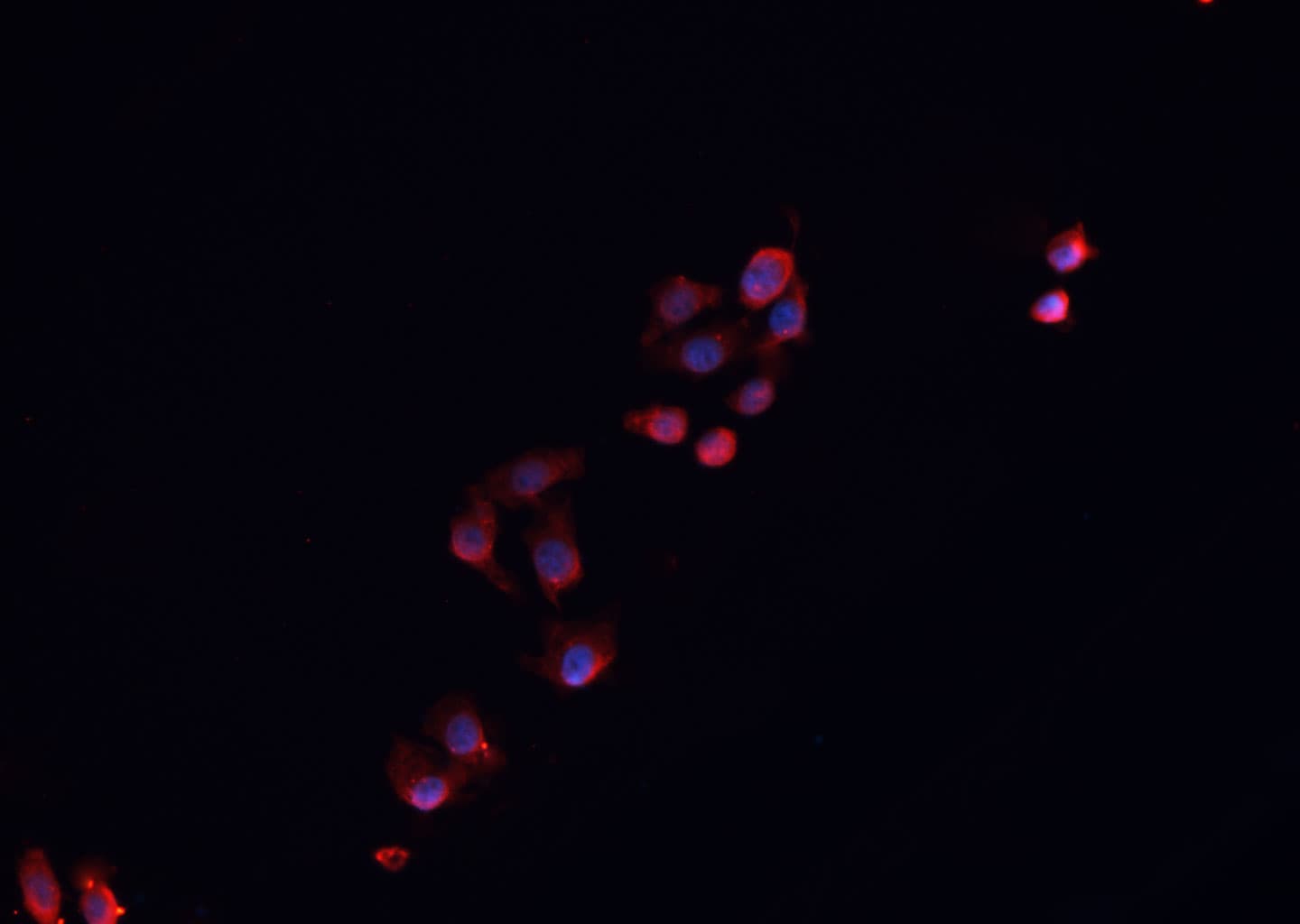 NR0B1 / DAX1 Antibody