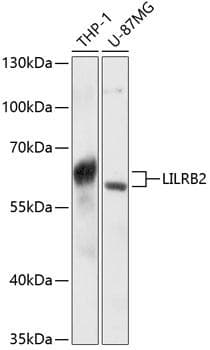 LILRB2 / ILT4 Antibody