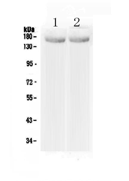 MED14 Antibody