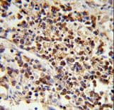 U2AF1 Antibody (aa99-125)