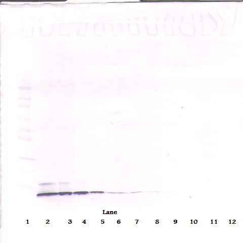 CCL5 / RANTES Antibody
