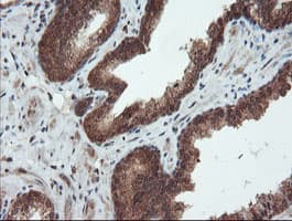 SENP2 Antibody (aa139-523, clone OTI3E7)