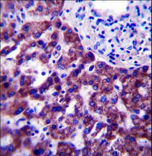OR14J1 Antibody (aa206-234)