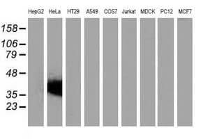 VSIG2 Antibody (clone OTI11B3)