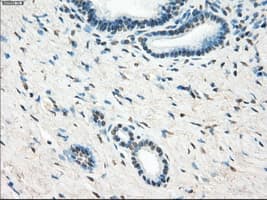 LTA4H / LTA4 Antibody (clone OTI3C11)