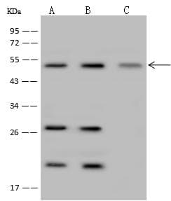 IRF6 Antibody (Preservative Free)