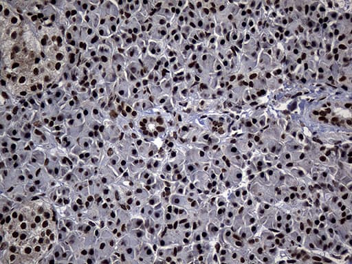 ASH2L / ASH2 Antibody (aa347-628, clone OTI7D11, Carrier-free)