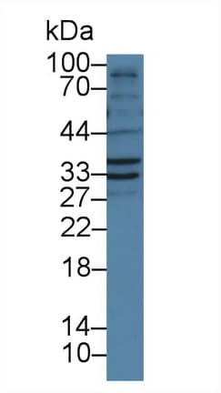 FSTL1 Antibody (aa21-308, Biotin)