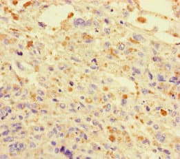 DNAJC3 / p58IPK Antibody