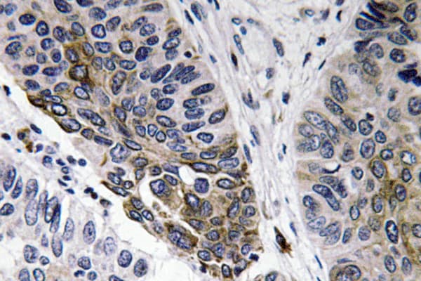 Polyclonal Rabbit Anti-Human IgA Secondary Antibody (IHC, WB)