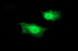BID Antibody (clone OTI3C8, Carrier-free)