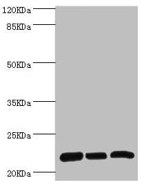 RPL9 / Ribosomal Protein L9 Antibody