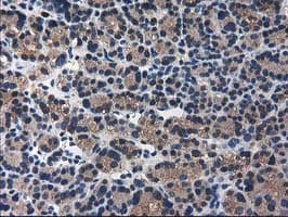 Monoclonal Mouse anti-Human ARFGAP1 Antibody (clone OTI1F6, IHC, IF, WB)