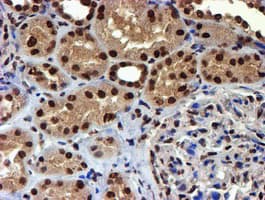 TOMM34 Antibody (clone OTI1G7, Carrier-free)