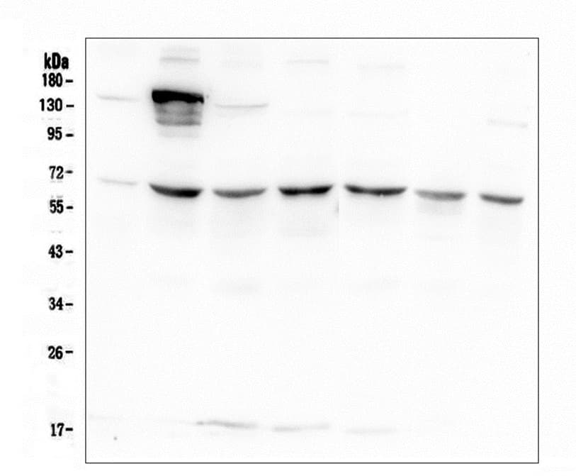 Monoclonal Mouse anti-Human AKT2 Antibody (WB)