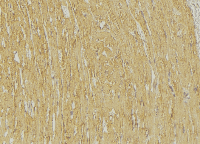 TRIM59 Antibody