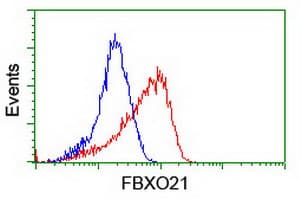 FBXO21 Antibody (clone OTI1E1)