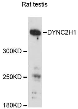 Polyclonal Rabbit anti-Human DYNC2H1 Antibody (WB)