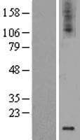 GDNF Protein (Over-Expression Lysate Myc-DDK (Flag))