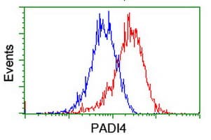 Monoclonal Mouse anti-Human PADI4 / PAD4 Antibody (clone OTI4H5, IHC, IF, WB)