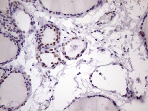 NUDT21 Antibody (aa2-227, clone OTI13H1)