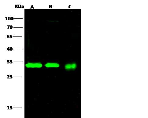 PNP / Nucleoside Phosphorylase Antibody (Preservative Free)