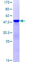 Human PTP4A2 / PRL-2 Protein (Recombinant GST)