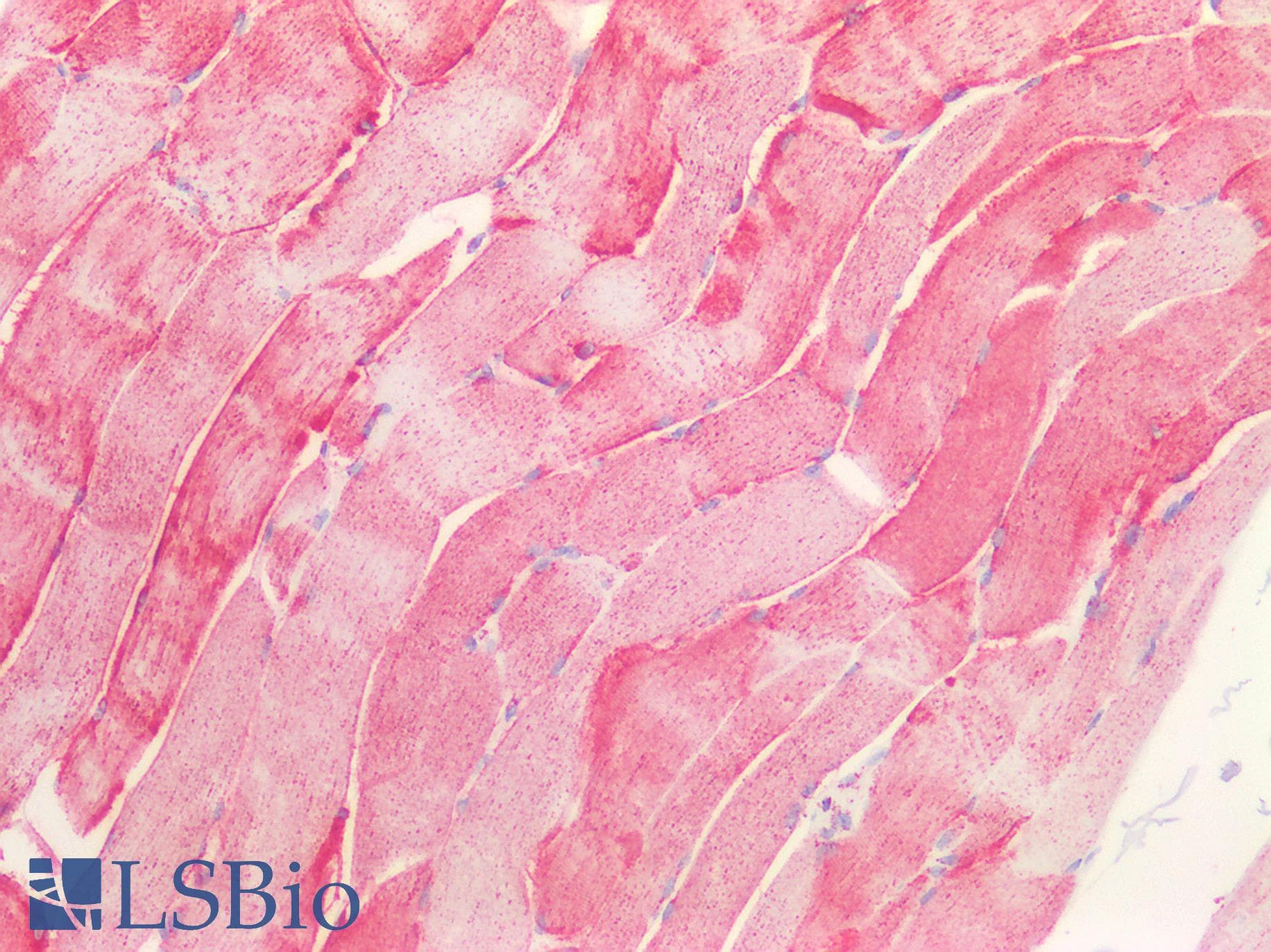 PathPlus™ HSPA9 / Mortalin / GRP75 Antibody (C-Terminus)