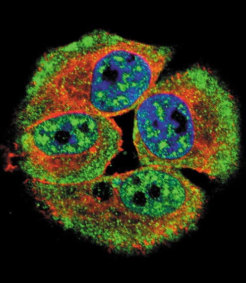 ERBB4 / HER4 Antibody (phospho-Tyr1162)
