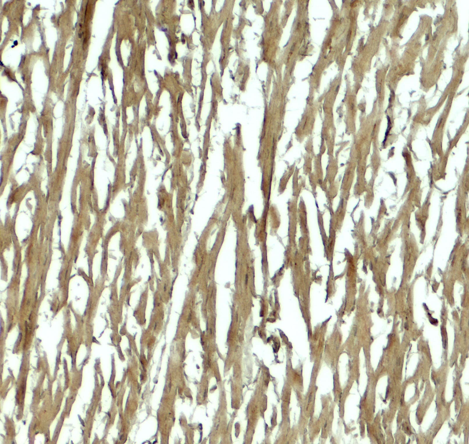 Polyclonal Rabbit anti-Human HOPX / HOP Antibody (IHC, IF, WB)