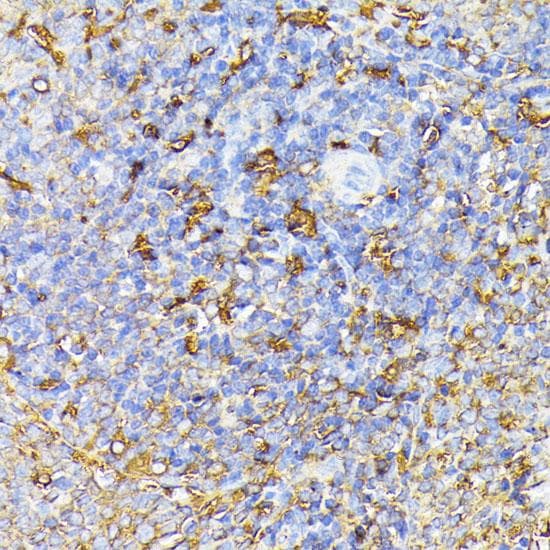 FLT1 / VEGFR1 Antibody
