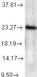PTGES3 / p23 Antibody (clone JJ6, APC)