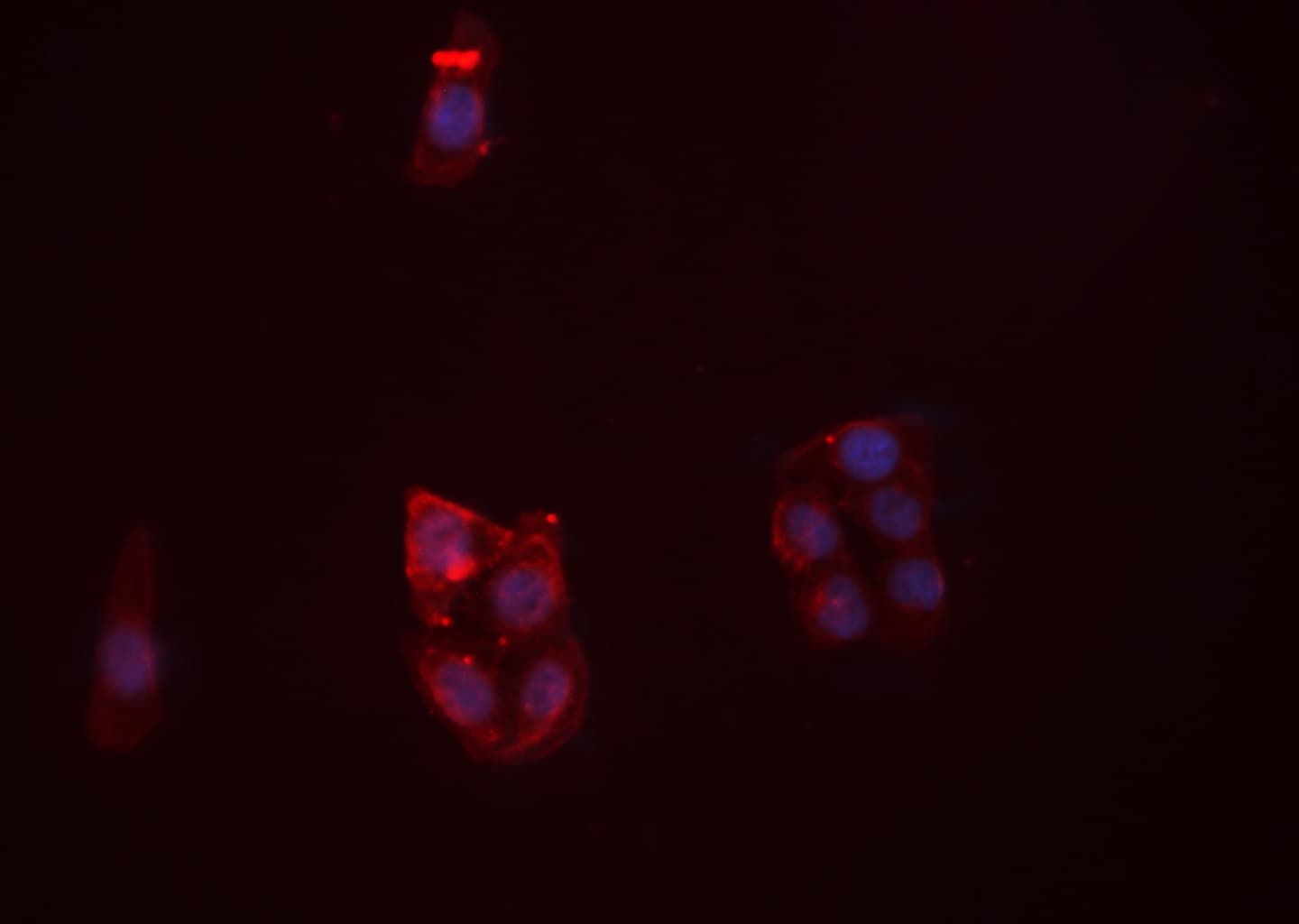 PECAM-1 / CD31 Antibody